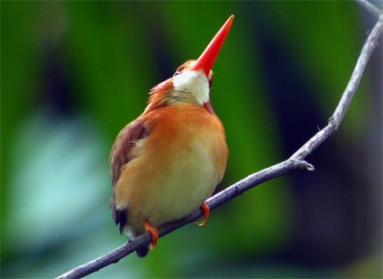 sulawesi dwarf kingfisher