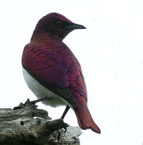 Plum-colored Starling