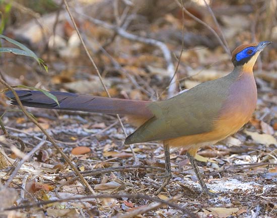 Red-capped Coua