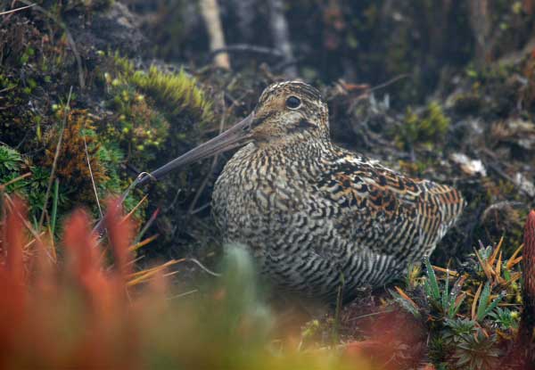 Andean Snipe