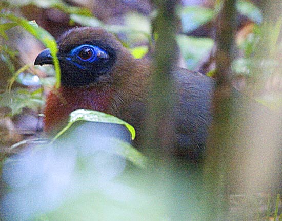 Red-breasted Coua