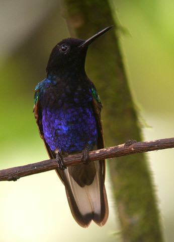 Velvet-purple Coronet