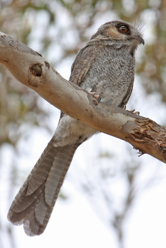 AUstralian Owlet-Nightjar