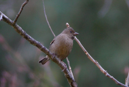 Dark-breasted Rosefinch (female)
