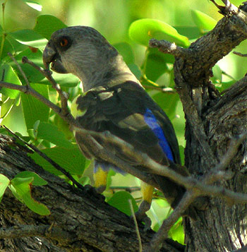 Ruppell's Parrot