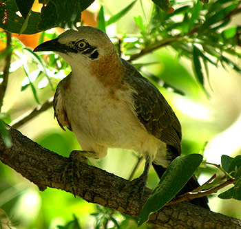 Bare-cheeked Babbler