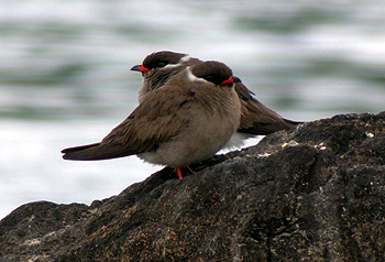 Rock Pratincole