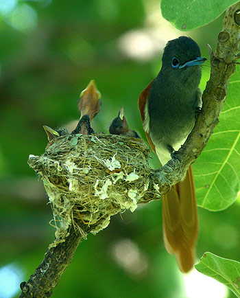 African Paradise Flycatcher