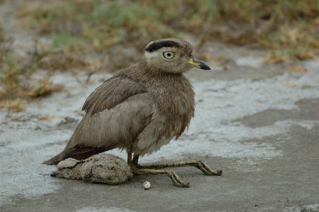 Peruvian Thick-Knee protecting a chick