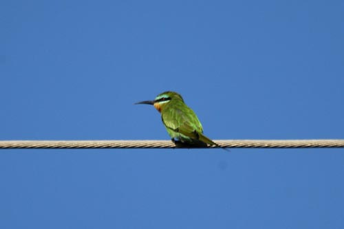 Blue-Cheeked Bee-eater