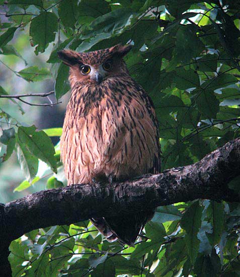 Tawny Fish-owl