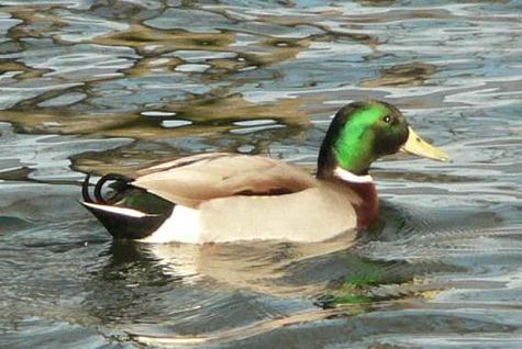 Third or maybe second generation duck hybrid: Pintail-Mallard-Mallard-(Mallard?)