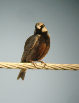 Ashy-crowned Sparrow-lark