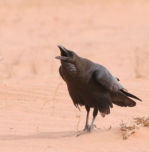 brown necked raven