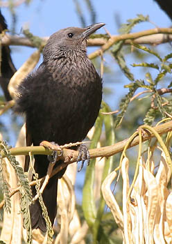 tristram's starling female