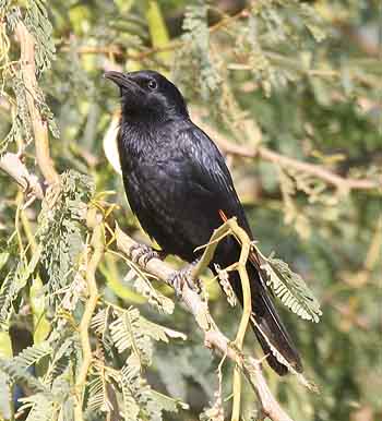 tristram's starling male
