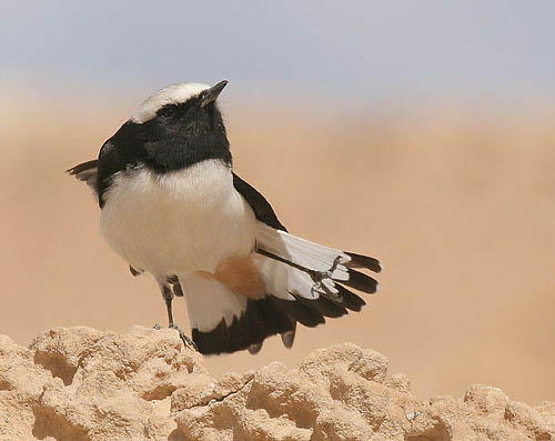 mourning wheatear