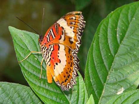 Forest Butterfly