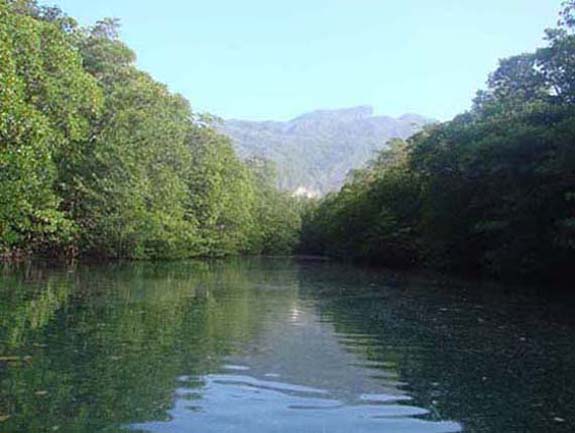 Mangrove River Scene