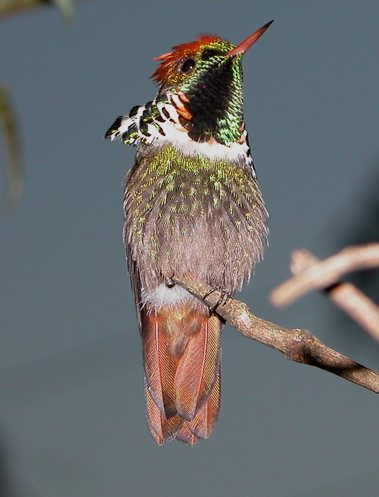    Frilled Coquette  