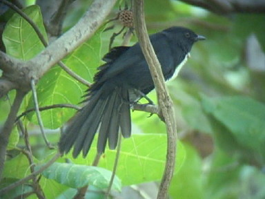 Black Flycatcher