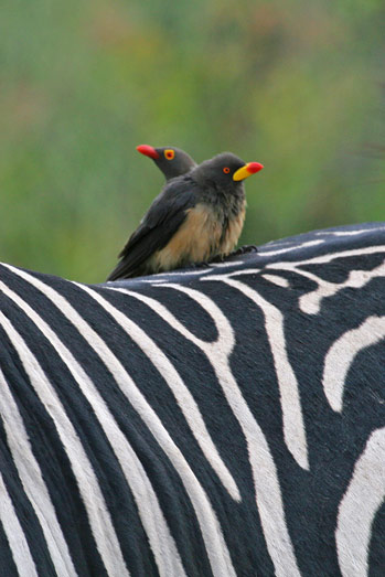 Red-billed and Yellow-billed Oxpeckers