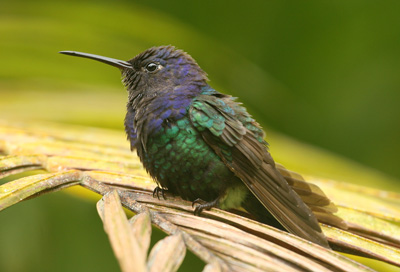 Beautiful- Swallow Tailed Hummingbird 226b P Brazil 500 Cruzeiros Crisp UNC