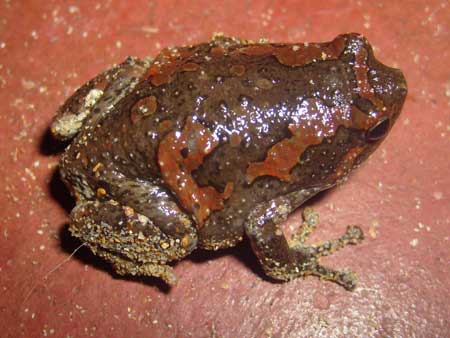 Toad species (2cms)