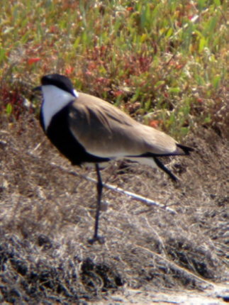 SPUR WINGED PLOVER