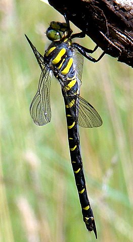 Golden-ringed Dragonfly fem.