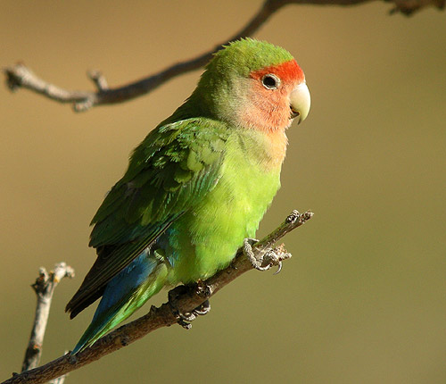 Rosy-faced Lovebird