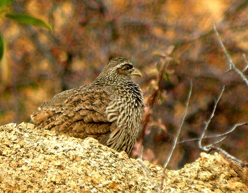 Hartlaub's Francolin