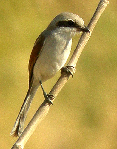 Souza's Shrike