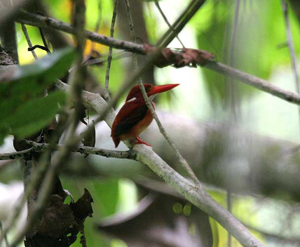 Philippine Dwarf Kingfisher