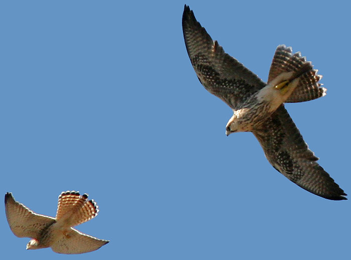 Lanner Falcon with Lesser Kestrel