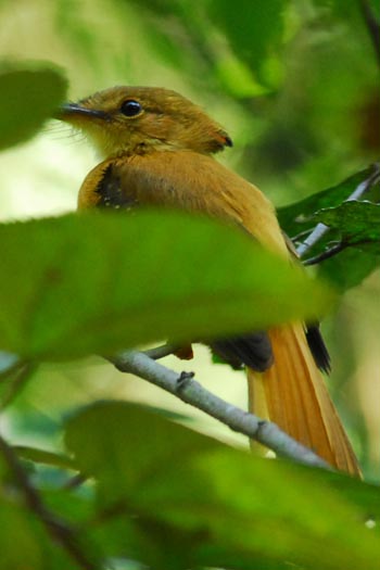 Pacific Royal Flycatcher 
