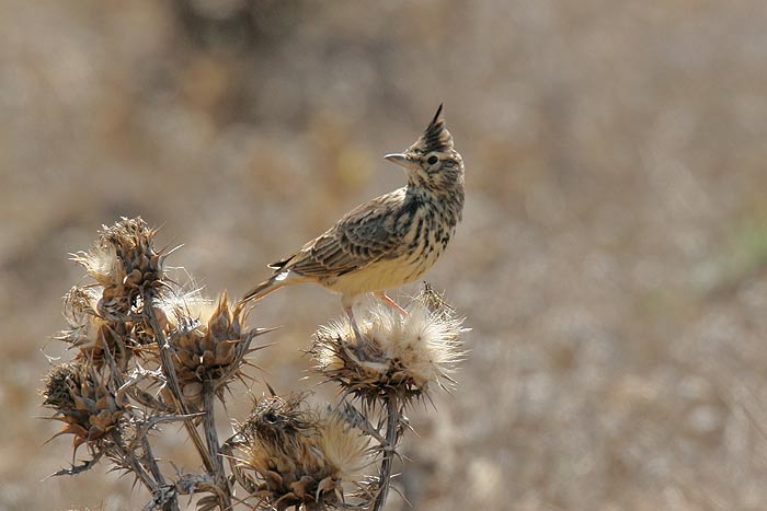 Thekla Lark. Often difficult to separate at first glance from the mor abundant Crested Lark. These soft and very melodious singers don't normally look so good in late summer/autumn.