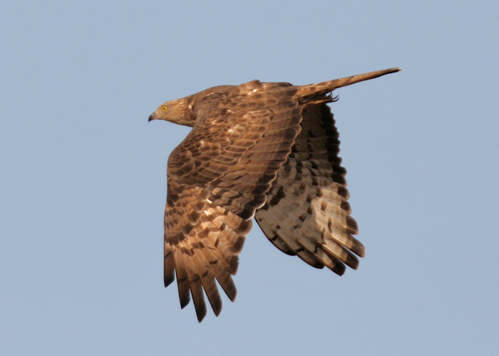 Honey Buzzard. This is an early migration south for Honney Buzzards this year. It could be explained by a cooler, wet summer in Central and Northern Europe, but generally speaking southern migration is occurring slightly earlier some years.