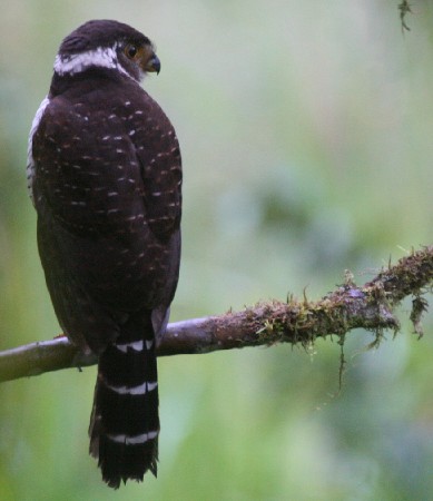 Barred Forest-Falcon