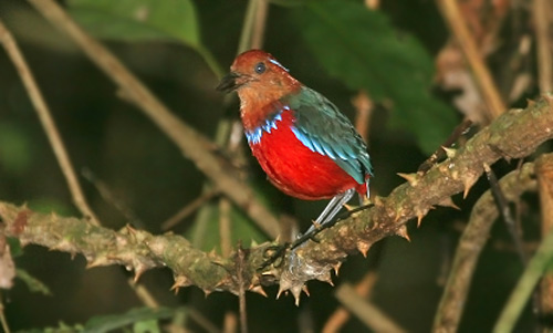 Blue-banded Pitta