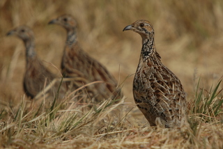 Orange River Francolin