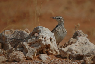 Benguela Long-billed Lark