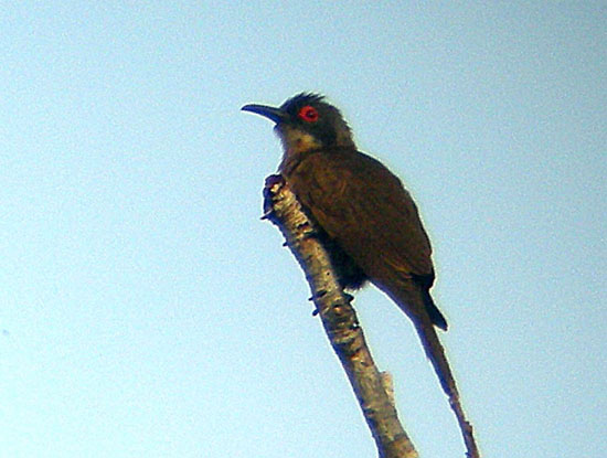 Long-billed Cuckoo