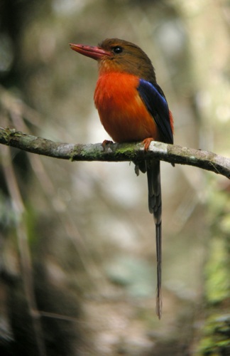 Brown-headed Paradise-Kingfisher
