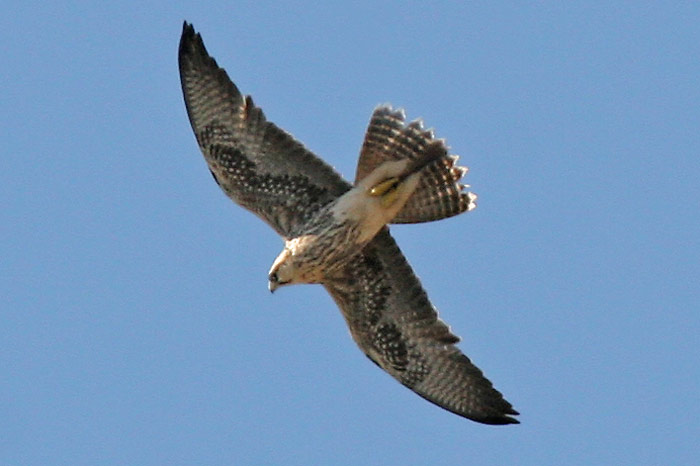 Lanner Falcon (erlangeri)