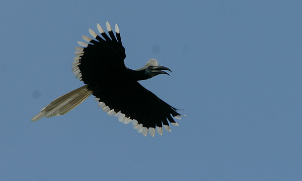 White-crowned Hornbill
