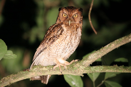 Variable Screech-Owl