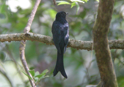 Fork-tailed Drongo Cuckoo