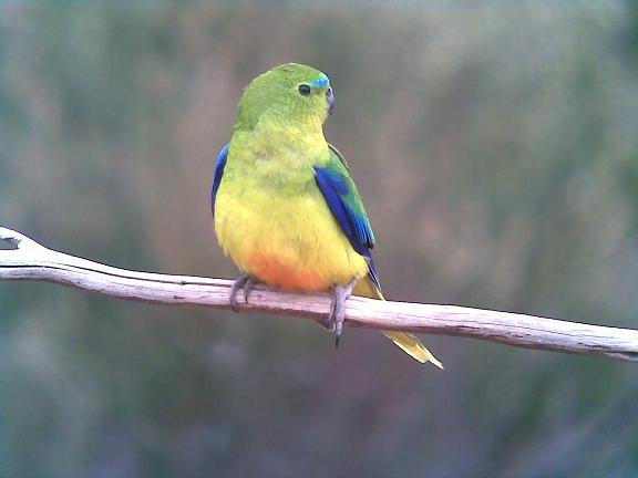 Orange-bellied Parrot (male)
