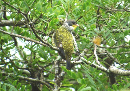 Swallow-tailed Cotinga
